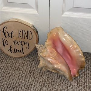 Large Queen Conch Shell